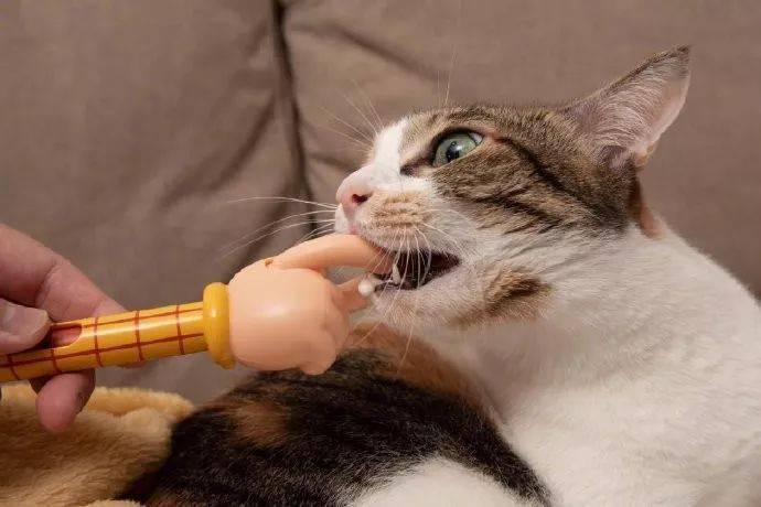 家猫不吃东西喂药