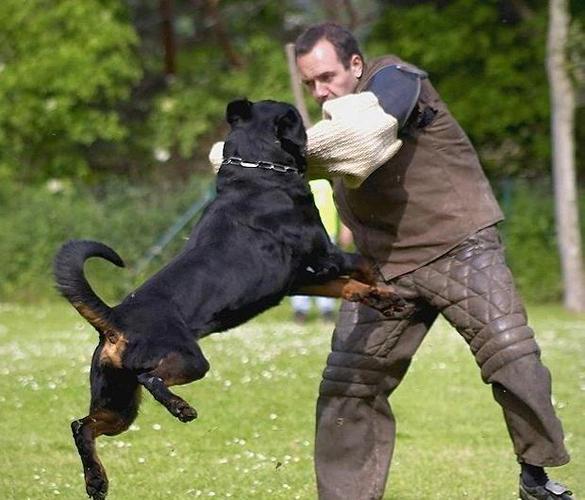 罗威纳犬的挑选和训练