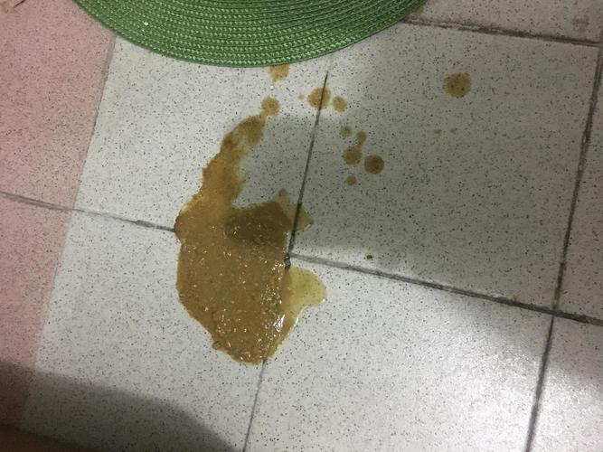 猫咪不吃东西吐血水