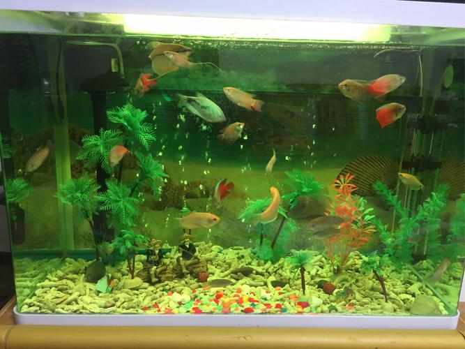新鱼缸养水需要加什么东西