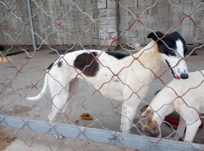 格惠犬怎样训练耐力