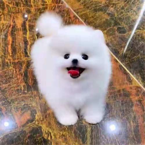 博美狗狗最臭用什么东西见效最快