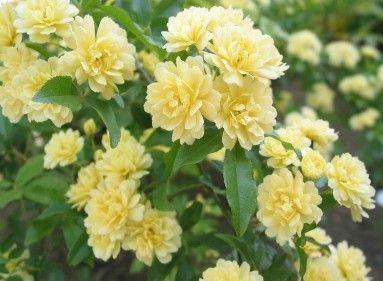 木香花如何栽培繁殖