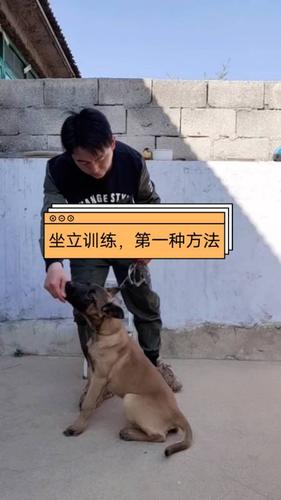 犬坐立训练的注意事项