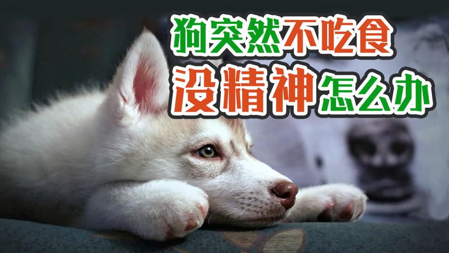 狗突然不吃东西没精神