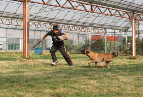 工作犬实战训练课目