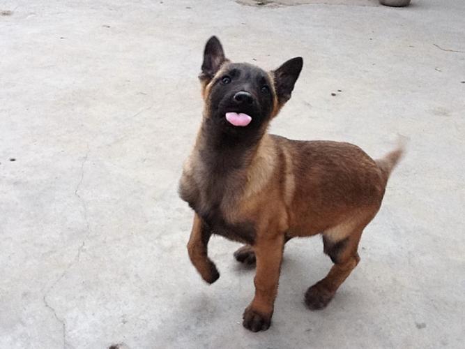 训练马犬的手势