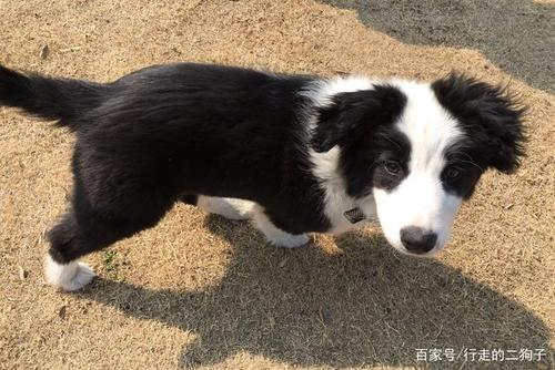 一岁多的边牧怎么训练大小便