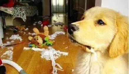 幼犬爱咬东西 转圈