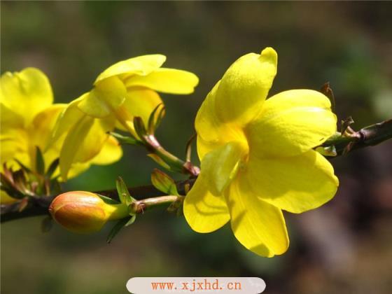 迎春花栽培