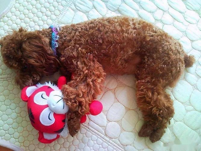 泰迪犬怎么训练恭喜