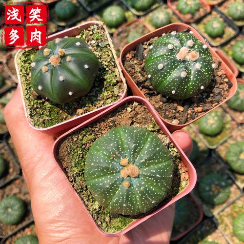 仙人球布纹球栽培