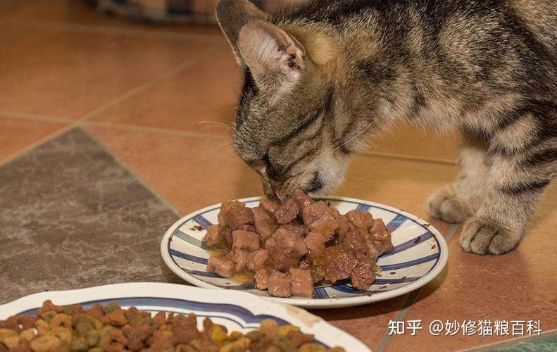 猫吃东西掉出来