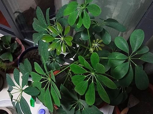 鹅掌栽培