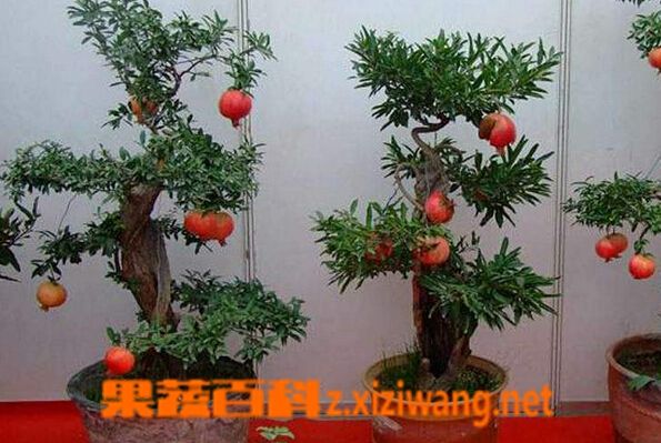 石榴树的养殖方法