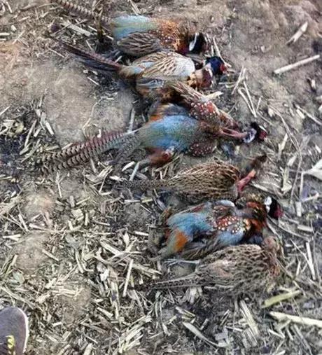 怎么训练猎犬晚上抓野鸡