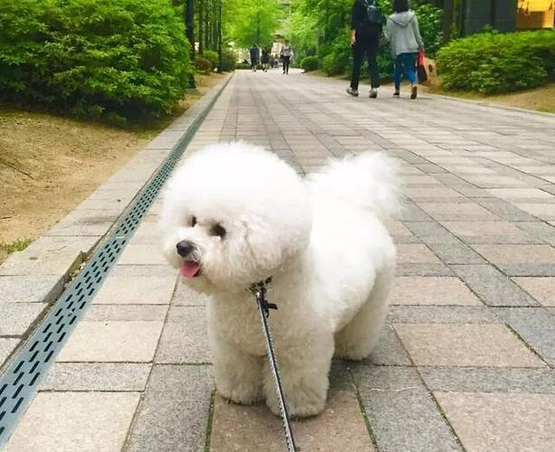 比熊如何训练走