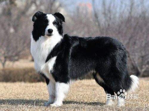 两个月的边境牧羊犬怎么训练