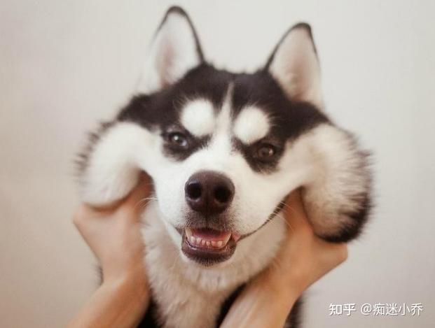 喂养哈士奇需要几样什么东西