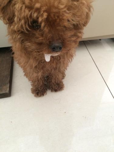 贵宾犬5个月腹泻不吃东西怎么办