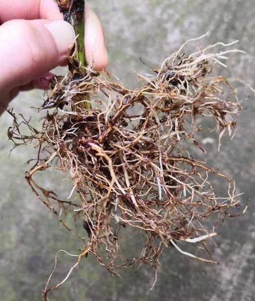 洗根注意事项