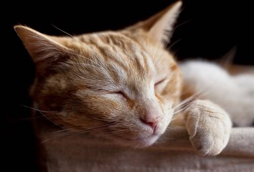 猫贫血不吃东西怎么办