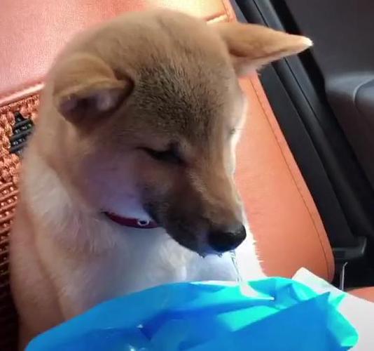 狗一直流口水不吃东西