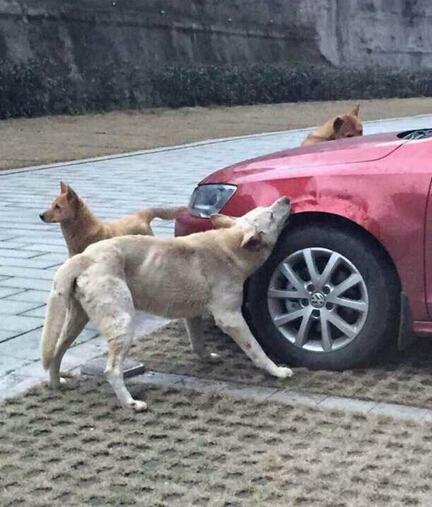 怎么训练狗让车