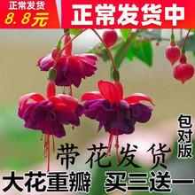 宫灯吊兰栽培技术