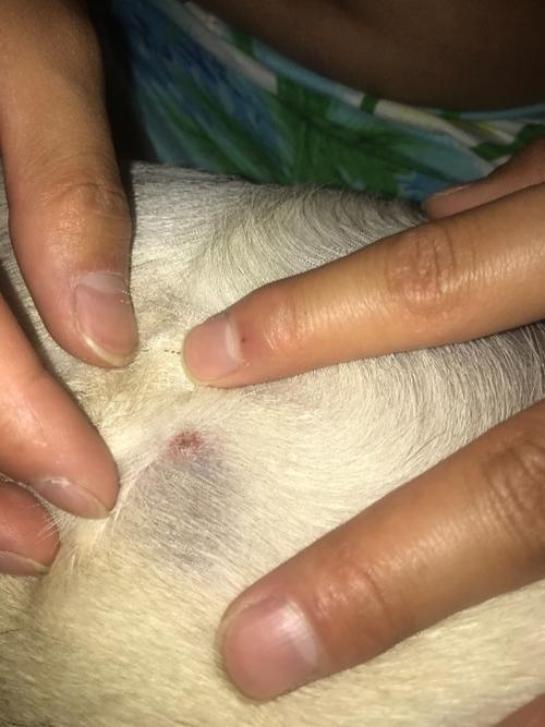 狗身上有小疙瘩硬的是什么东西怎么办