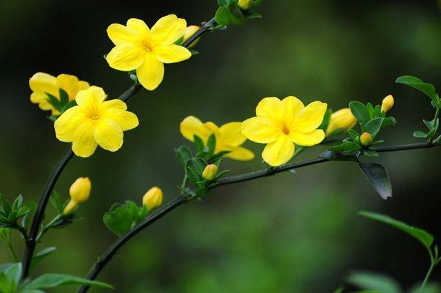 水培迎春花的栽培方法