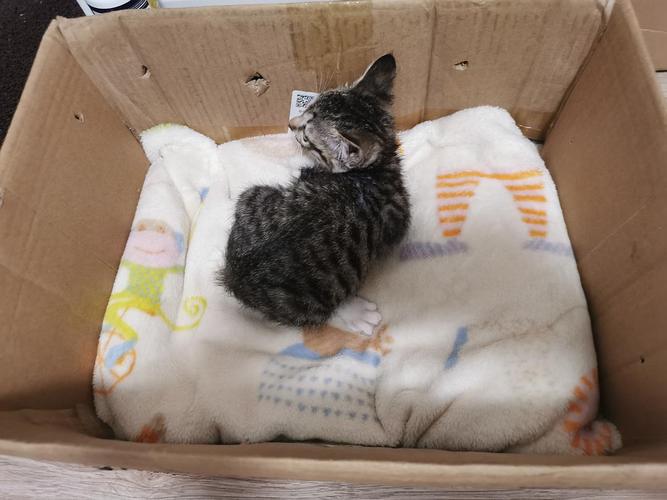 猫仔刚带回家不吃东西