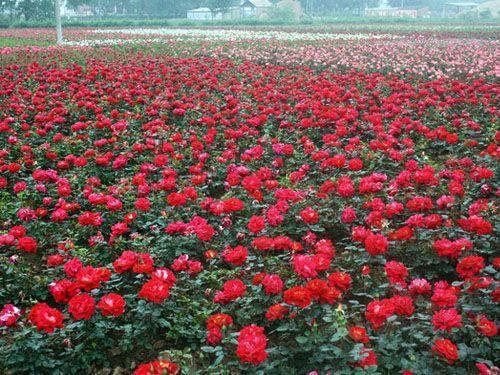 月季花栽培