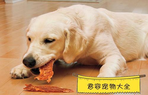 狗感冒了喂什么东西