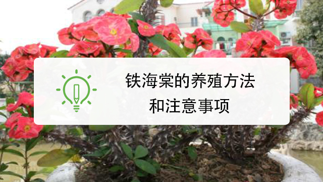 移栽海棠注意事项