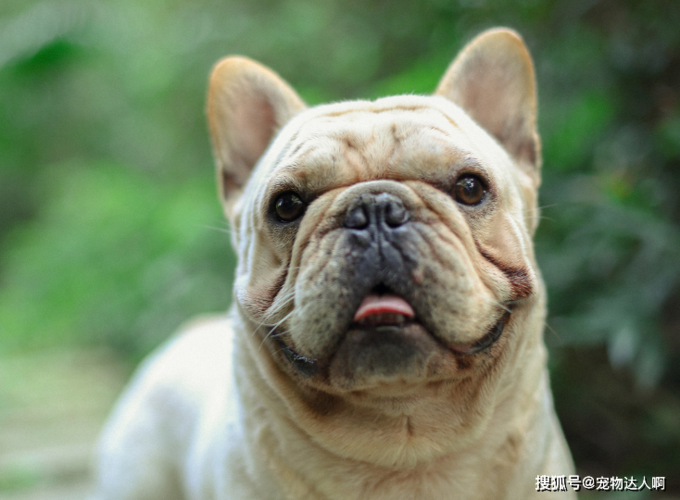 斗牛犬喜欢咬东西怎么办
