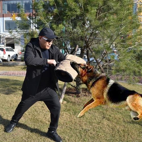 怎么训练德牧扑咬