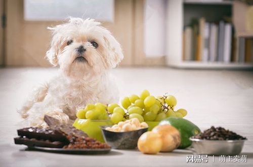 狗狗肾衰一直不吃东西