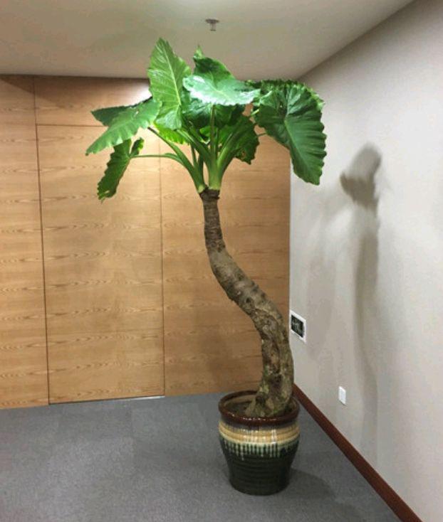 滴水观音水培注意事项
