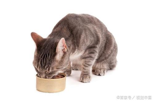 猫消化不良不吃东西
