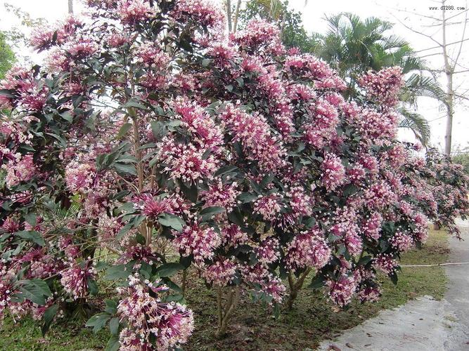 烟火树栽培要点