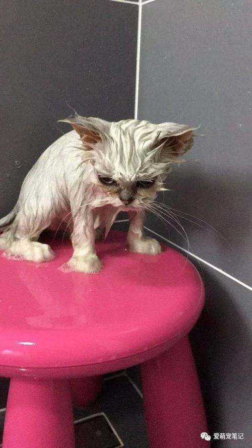 猫洗完澡不吃东西了