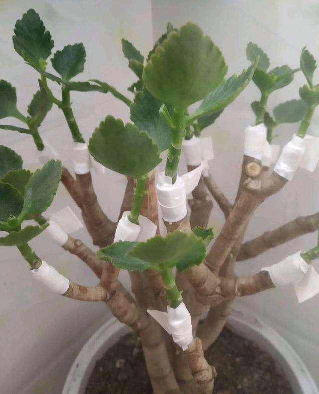 长寿花的嫁接方法