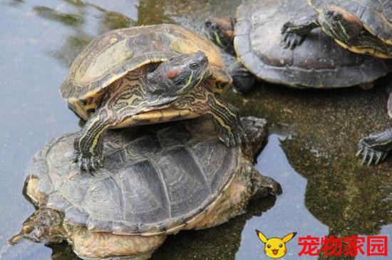 巴西龟老不吃东西怎么办