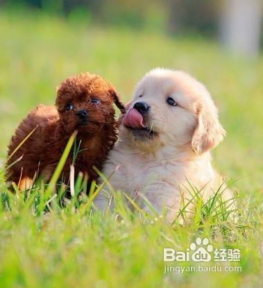 4个月小狗喂什么东西怎么回事