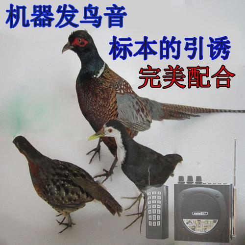 鸟能训些什么东西