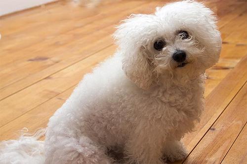 纯种比熊犬怎么训练