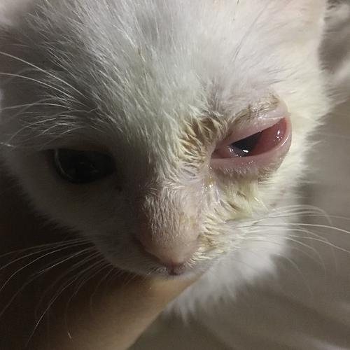 猫过敏眼睛有东西磨