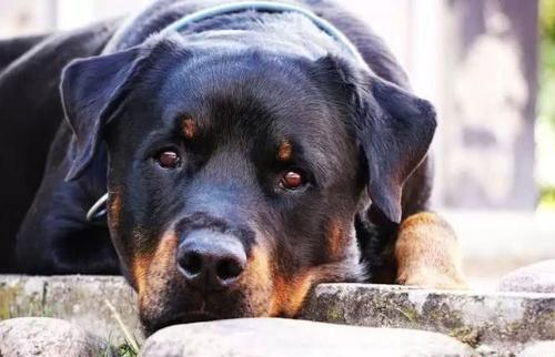怎样训练罗威纳犬护食