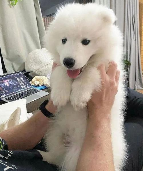训练小萨摩耶视频